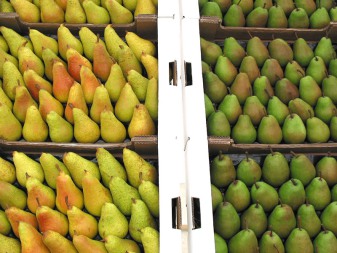 Birnen mit Gold prämiert