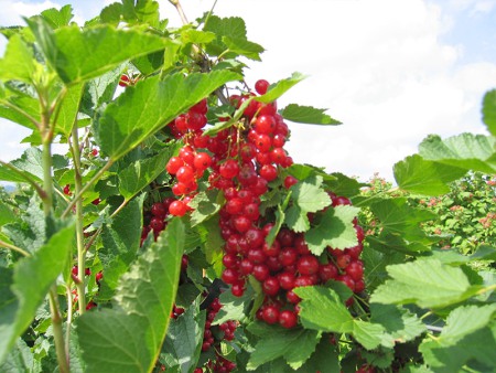 Rote Johannesbeeren am Strauch