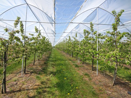 Überdachte Obst-Anbaufläche