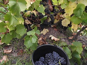 Rotweintrauben frisch geerntet Rotweintrauben frisch geerntet