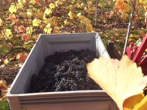 Rotweintrauben frisch geerntet Rotweintrauben frisch geerntet