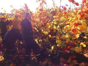 bei der Weinernte bei der Weinernte